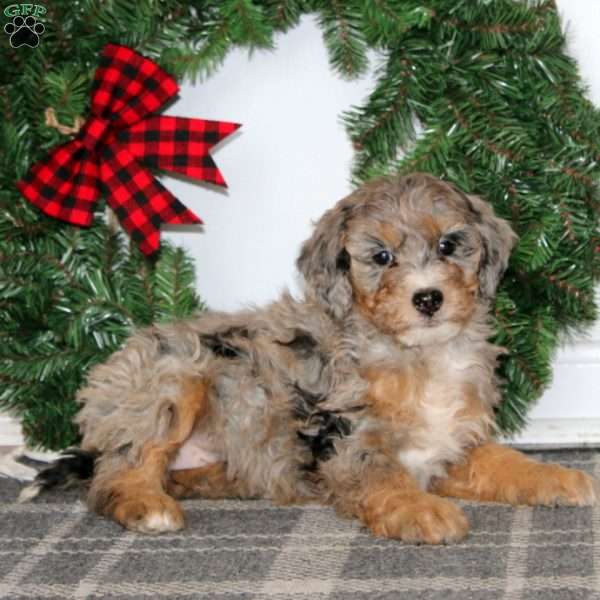 Tonya, Bernedoodle Puppy