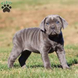 Tonya, Cane Corso Puppy