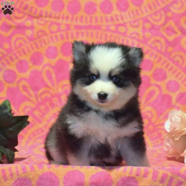 Tootsie, Pomsky Puppy