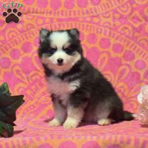 Tootsie, Pomsky Puppy