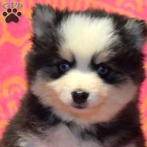 Tootsie, Pomsky Puppy