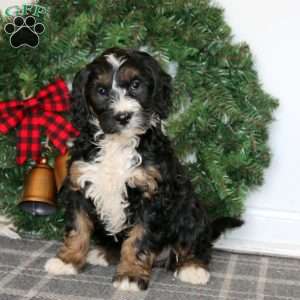 Tootsie, Bernedoodle Puppy