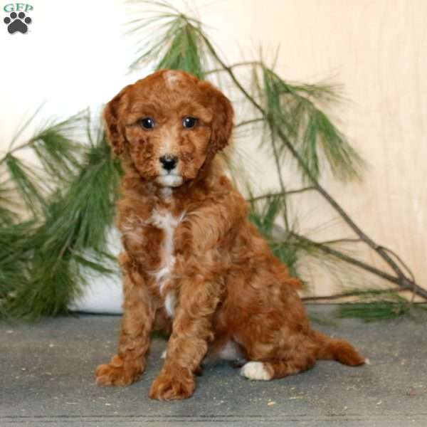 Tootsie, Mini Labradoodle Puppy