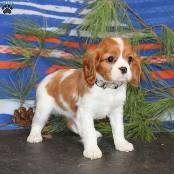 Tootsie, Cavalier King Charles Spaniel Puppy