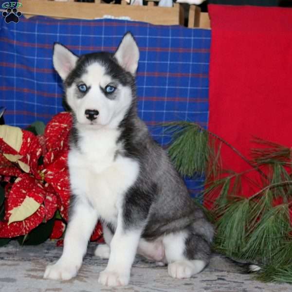 Tootsie, Siberian Husky Puppy