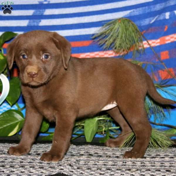 Tootsie, Chocolate Labrador Retriever Puppy