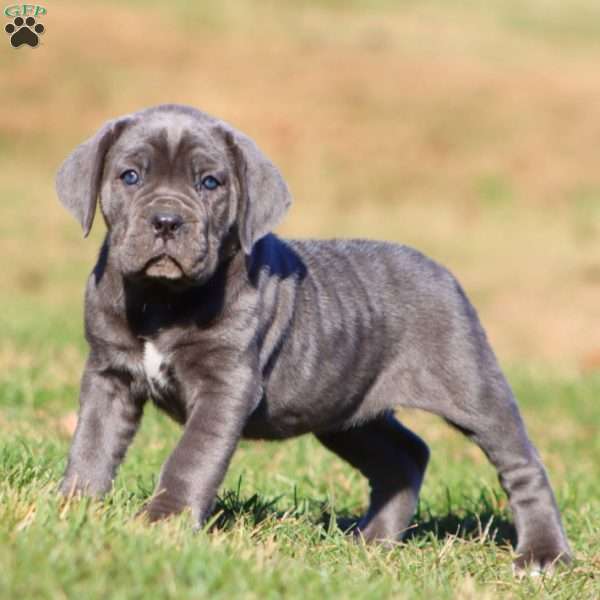Tootsie, Cane Corso Puppy