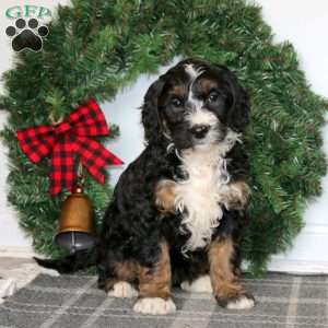 Tootsie, Bernedoodle Puppy