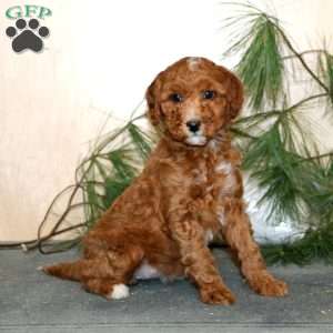 Tootsie, Mini Labradoodle Puppy