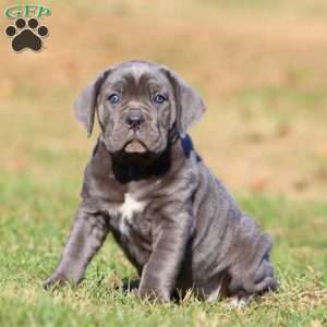 Tootsie, Cane Corso Puppy