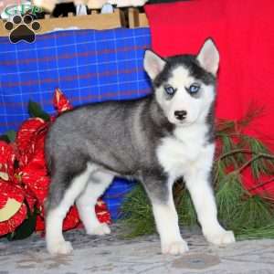 Tootsie, Siberian Husky Puppy