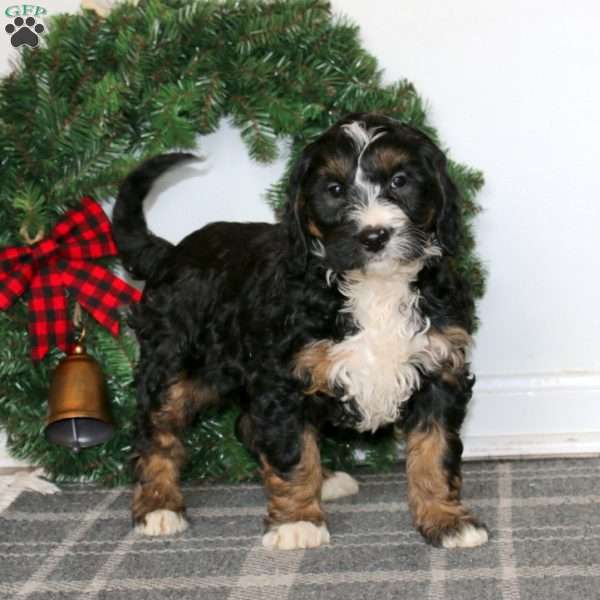 Tootsie, Bernedoodle Puppy