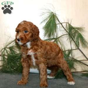 Tootsie, Mini Labradoodle Puppy