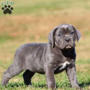 Tootsie, Cane Corso Puppy