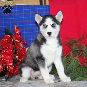 Tootsie, Siberian Husky Puppy