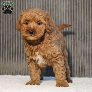 Tori, Miniature Poodle Puppy