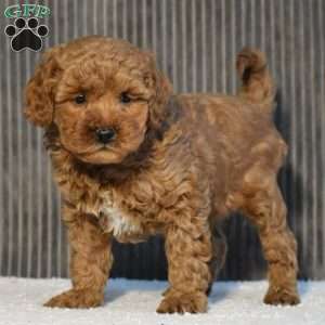 Tori, Miniature Poodle Puppy