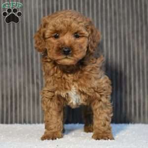 Tori, Miniature Poodle Puppy