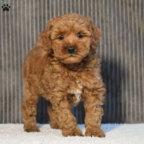 Tori, Miniature Poodle Puppy