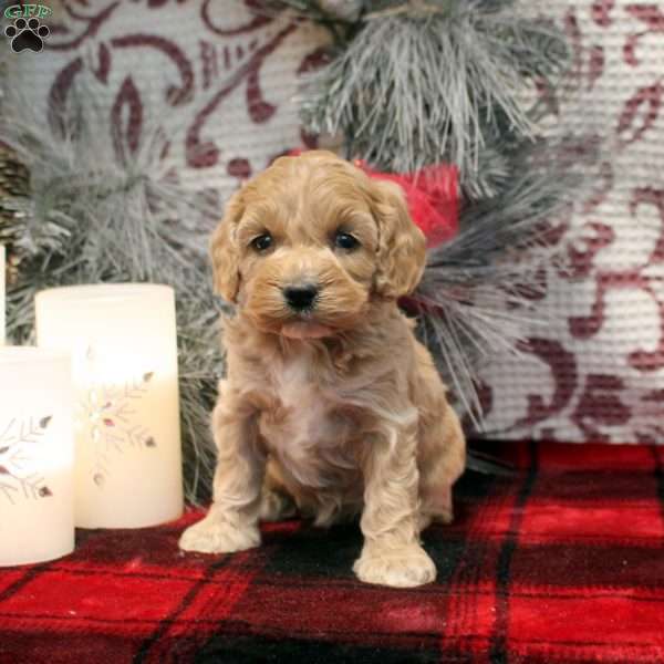 Tori, Cockapoo Puppy