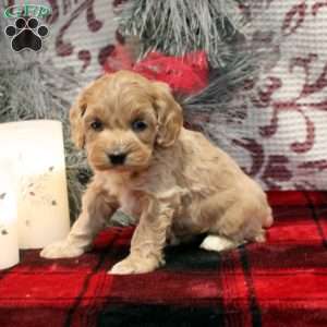 Tori, Cockapoo Puppy