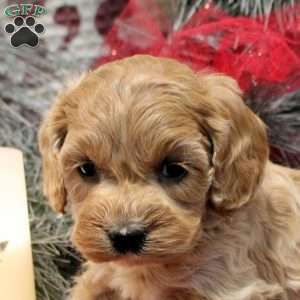 Tori, Cockapoo Puppy