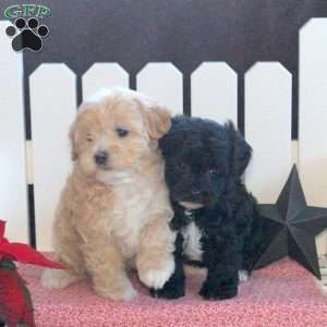 Samantha, Toy Poodle Mix Puppy