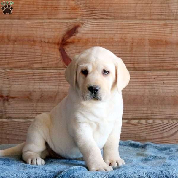 Tracy, Yellow Labrador Retriever Puppy