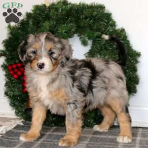 Tracy, Bernedoodle Puppy