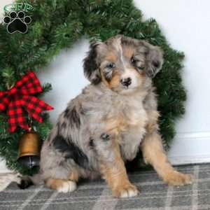 Tracy, Bernedoodle Puppy