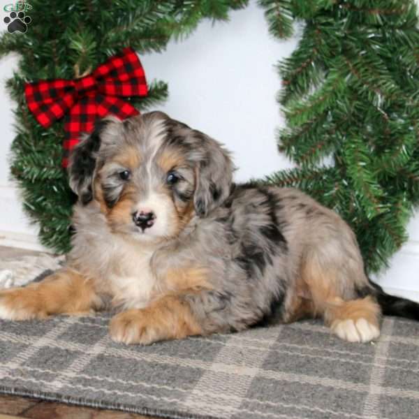 Tracy, Bernedoodle Puppy