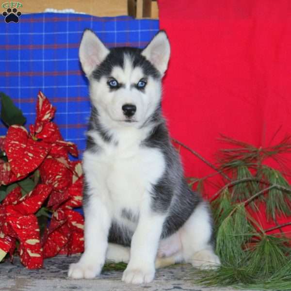 Travis, Siberian Husky Puppy
