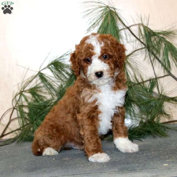 Travis, Mini Labradoodle Puppy