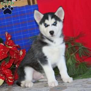 Travis, Siberian Husky Puppy
