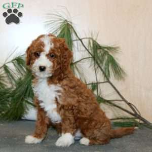 Travis, Mini Labradoodle Puppy