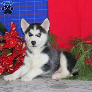 Travis, Siberian Husky Puppy