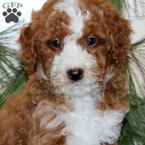 Travis, Mini Labradoodle Puppy