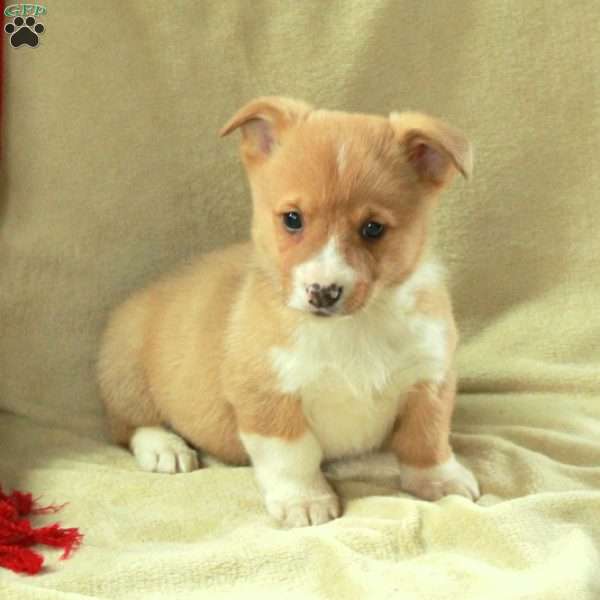 Trent, Pembroke Welsh Corgi Puppy
