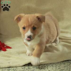 Trent, Pembroke Welsh Corgi Puppy