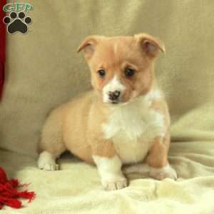 Trent, Pembroke Welsh Corgi Puppy