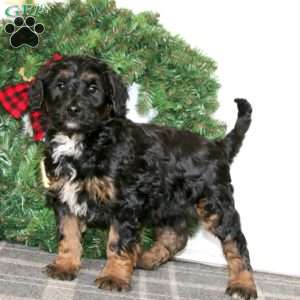 Trent, Bernedoodle Puppy