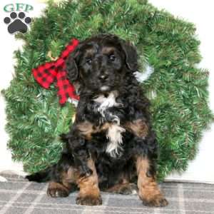 Trent, Bernedoodle Puppy