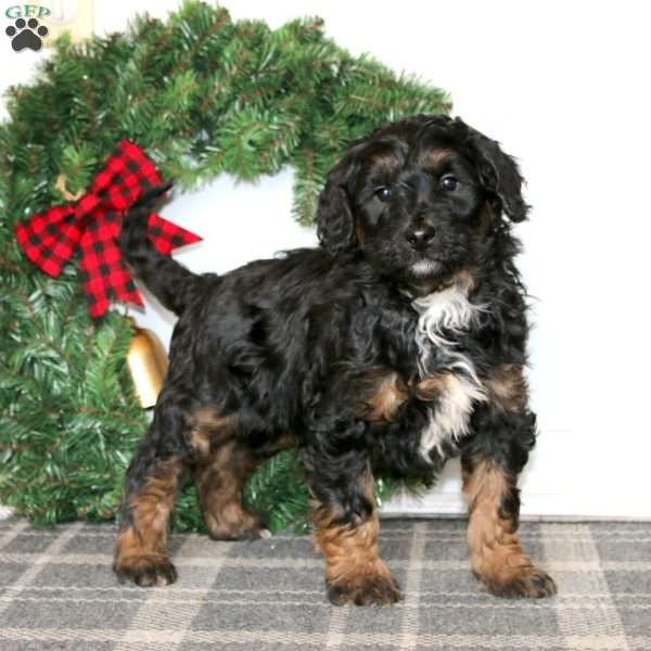 Trent, Bernedoodle Puppy