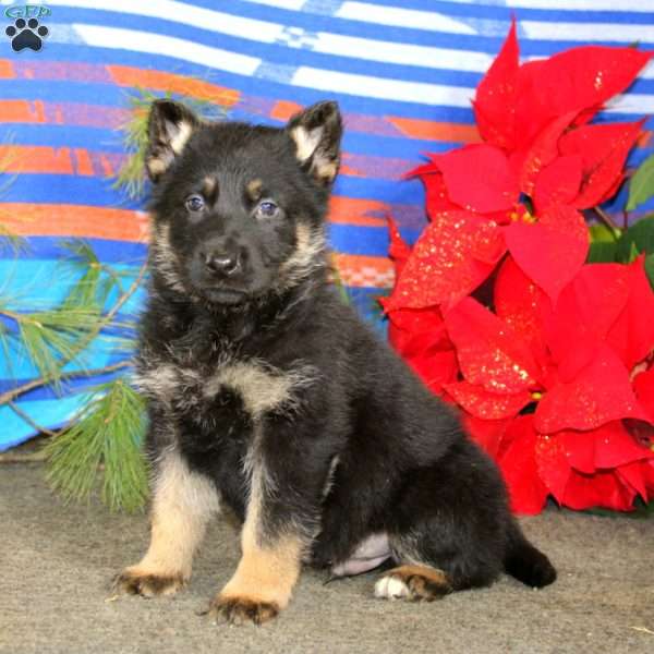 Trevor, German Shepherd Puppy