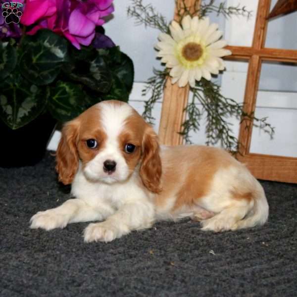 Trevor, Cavalier King Charles Spaniel Puppy