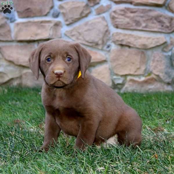 Trevor, Chocolate Labrador Retriever Puppy