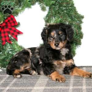 Trevor, Bernedoodle Puppy