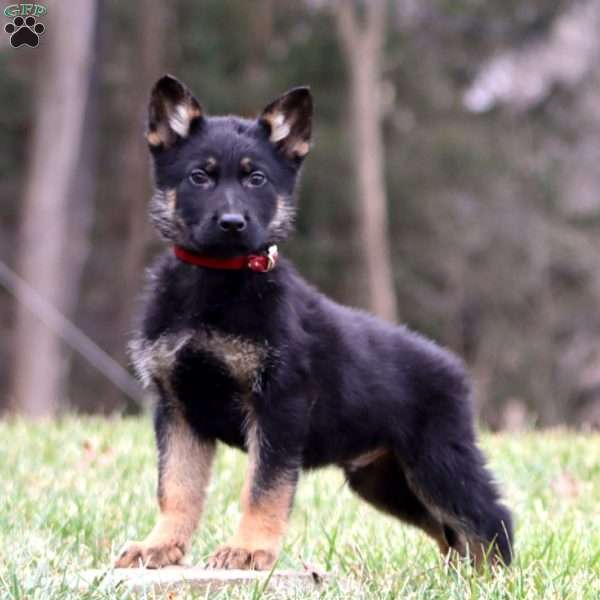 Trevor, German Shepherd Puppy