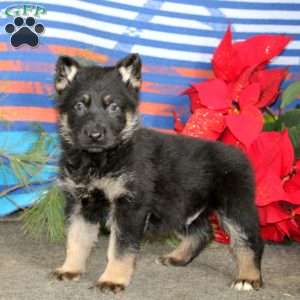Trevor, German Shepherd Puppy