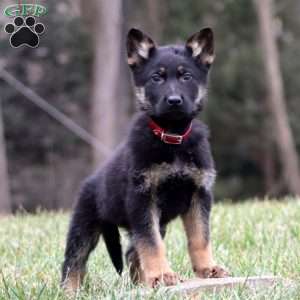Trevor, German Shepherd Puppy